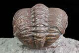 Red Barrandeops Trilobite - Hmar Laghdad, Morocco #73286-4